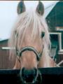 Horse.jpg